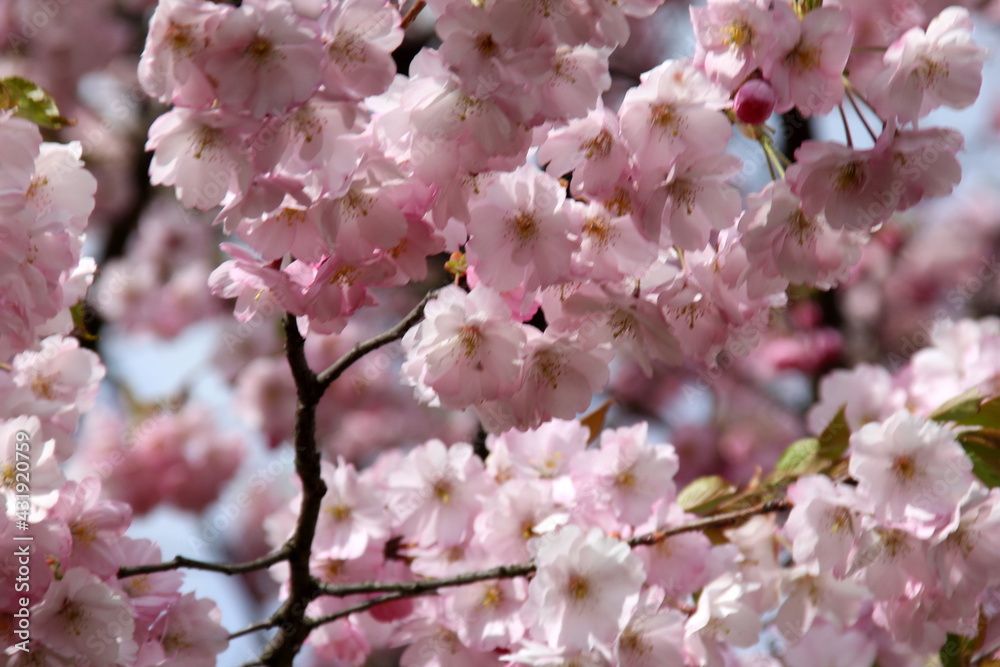 pink cherry blossom sakura flower blooming close-up of   in Riga, Latvia. Pink flowers of sakura