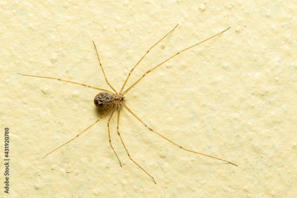 Image of daddy long legs spiders on the floor. Insect. Animal. Image of daddy long legs spiders on the floor. Insect. Animal.