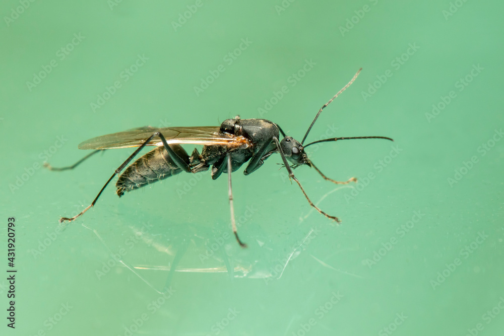 Image of ichneumon wasp(Hymenoptera) on the floor. Insect. Animal. Image of ichneumon wasp(Hymenoptera) on the floor. Insect. Animal.