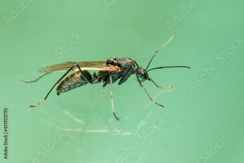 Image of ichneumon wasp(Hymenoptera) on the floor. Insect. Animal.