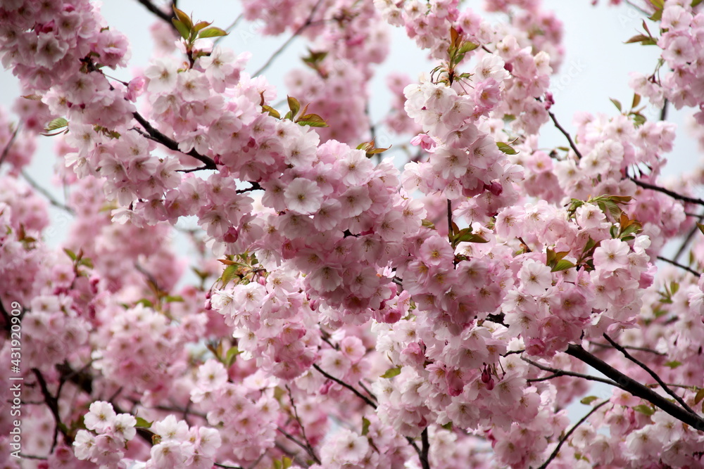 pink cherry blossom sakura flower blooming close-up of in Riga, Latvia. Pink flowers of sakura pink cherry blossom sakura flower blooming close-up of in Riga, Latvia. Pink flowers of sakura