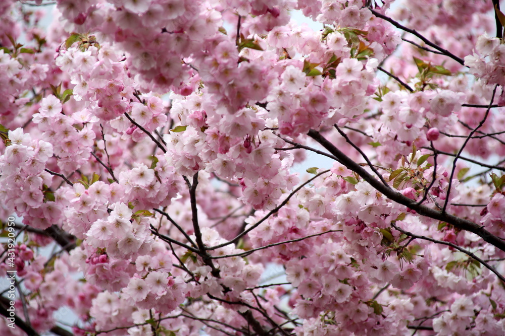 pink cherry blossom sakura flower blooming close-up of   in Riga, Latvia. Pink flowers of sakura
