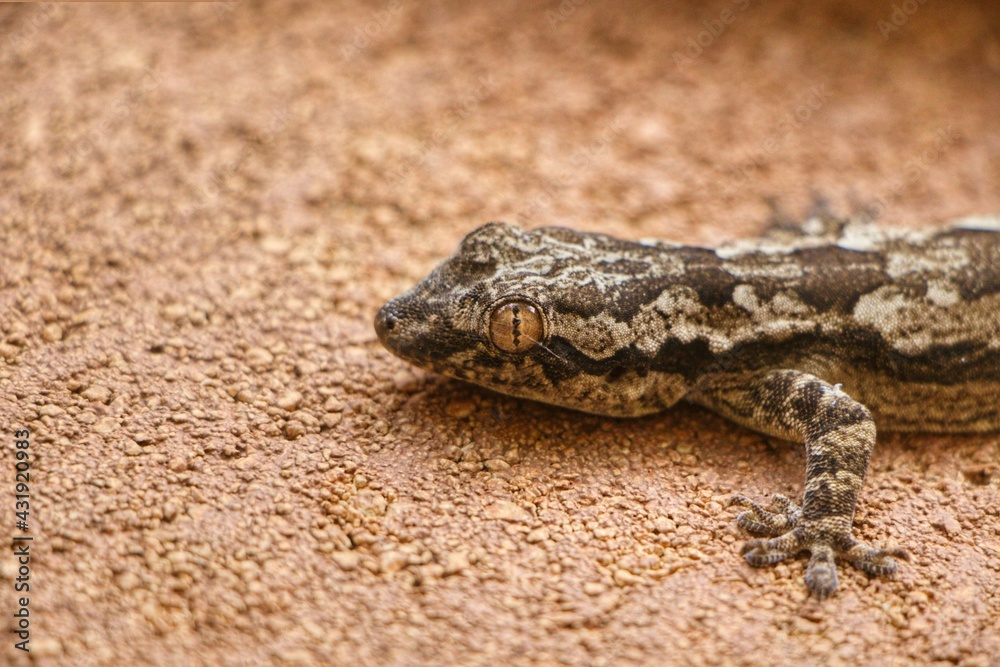 brown gecko in sand environment , Selective focus, shallow depth of field brown gecko in sand environment , Selective focus, shallow depth of field