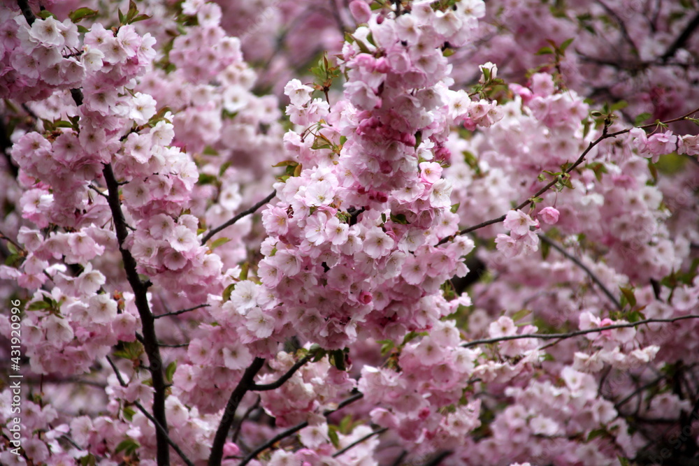 pink cherry blossom sakura flower blooming close-up of in Riga, Latvia. Pink flowers of sakura pink cherry blossom sakura flower blooming close-up of in Riga, Latvia. Pink flowers of sakura