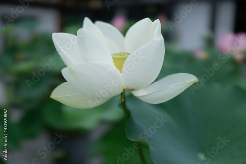White single lotus flower and leaves