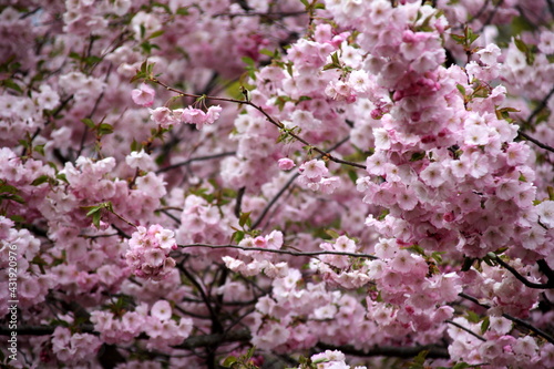 pink cherry blossom sakura flower blooming close-up of in Riga, Latvia. Pink flowers of sakura