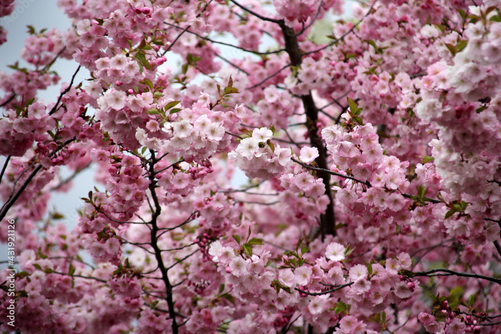 pink cherry blossom sakura flower blooming close-up of in Riga, Latvia. Pink flowers of sakura pink cherry blossom sakura flower blooming close-up of in Riga, Latvia. Pink flowers of sakura