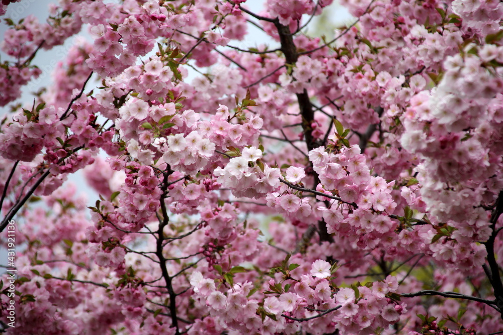 pink cherry blossom sakura flower blooming close-up of in Riga, Latvia. Pink flowers of sakura pink cherry blossom sakura flower blooming close-up of in Riga, Latvia. Pink flowers of sakura