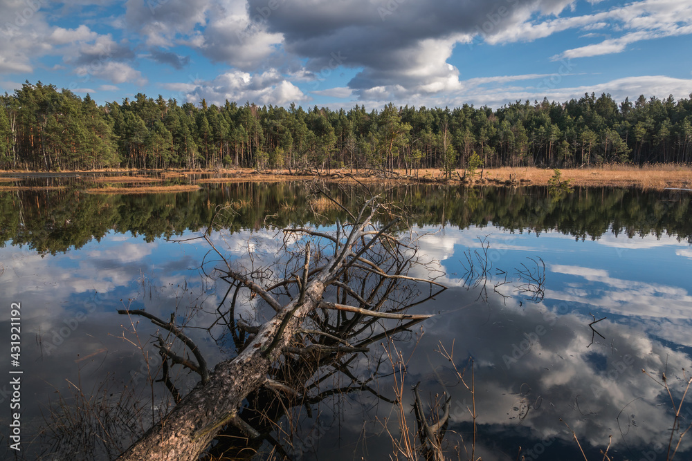 Swamp in the Czarci Dol reserve near Celestynow, Masovian Landscape Park, Poland