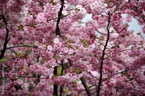 pink cherry blossom sakura flower blooming close-up of   in Riga, Latvia. Pink flowers of sakura