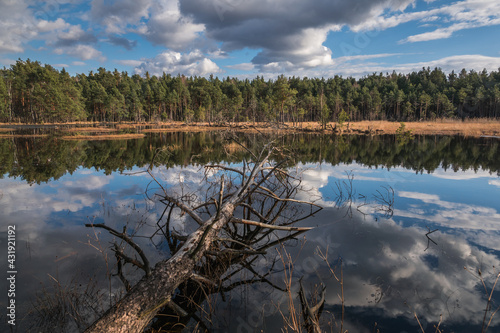 Obraz na płótnie Swamp in the Czarci Dol reserve near Celestynow, Masovian Landscape Park, Poland w salonie