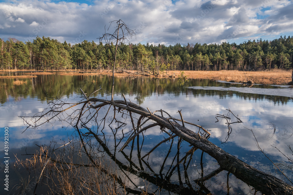 Swamp in the Czarci Dol reserve near Celestynow, Masovian Landscape Park, Poland