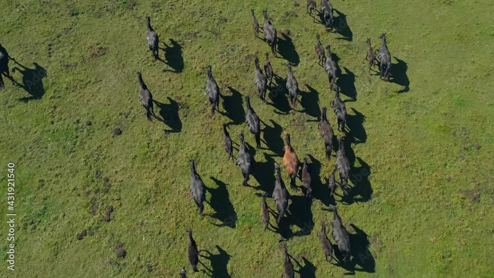 Aerial top down epic strong powerful horses racers stallions gallop across green field. Large herd dark equine. Wild animals in their natural environment, wilderness breathtaking landscape. Summer 4k Aerial top down epic strong powerful horses racers stallions gallop across green field. Large herd dark equine. Wild animals in their natural environment, wilderness breathtaking landscape. Summer 4k