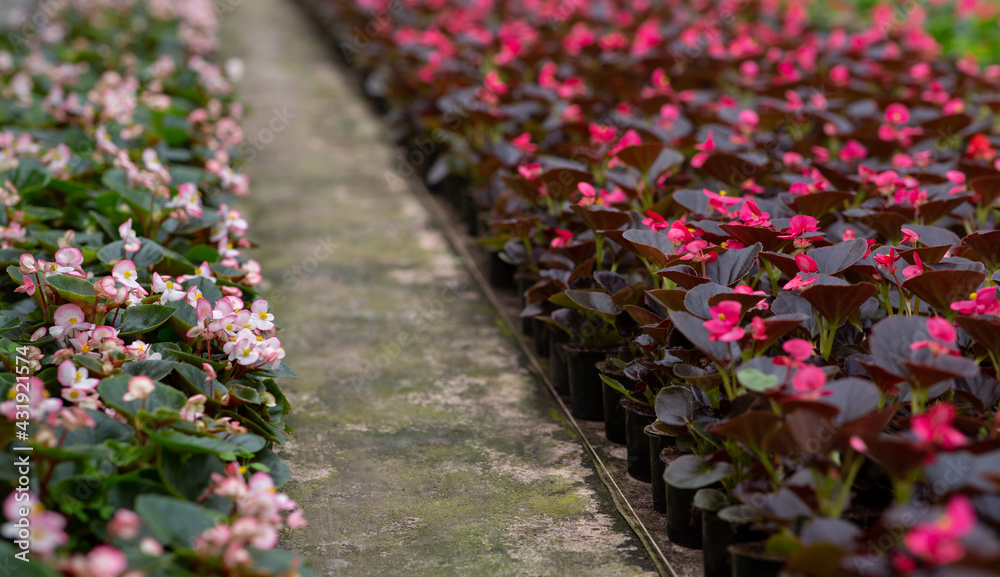 Growing and caring for plants, spring sales and small business, startup and blooming flowers Growing and caring for plants, spring sales and small business, startup and blooming flowers