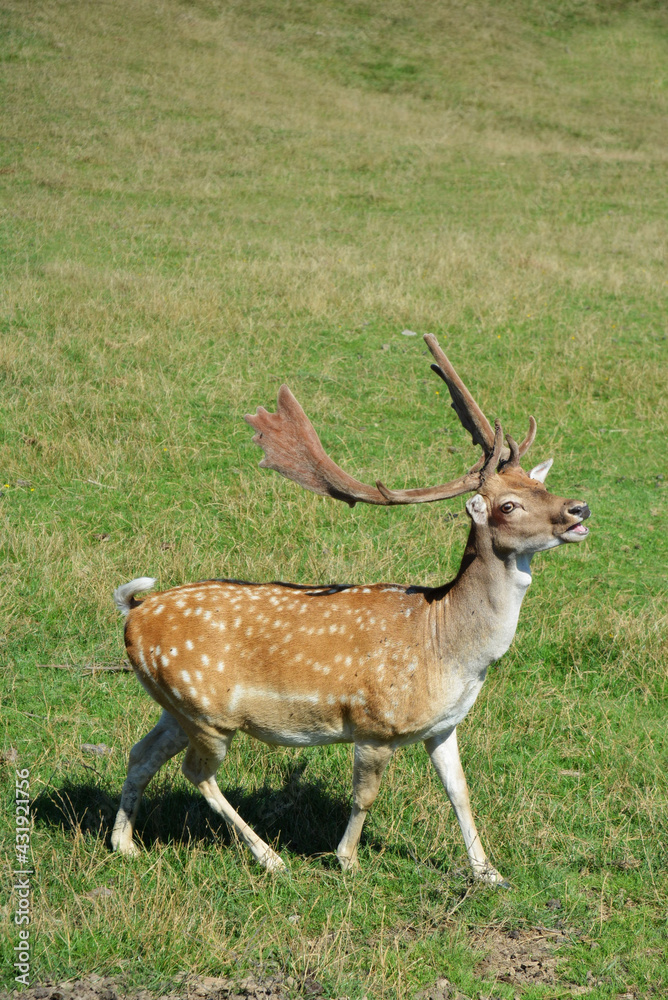 Deer with white dots walking in the grass in the early summer meadow Deer with white dots walking in the grass in the early summer meadow