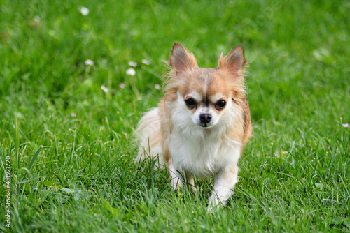 a small ginger chihuahua dog walking among the grass in a meadow
