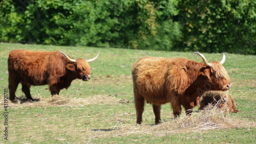 The Long-haired Highland cow eating hay