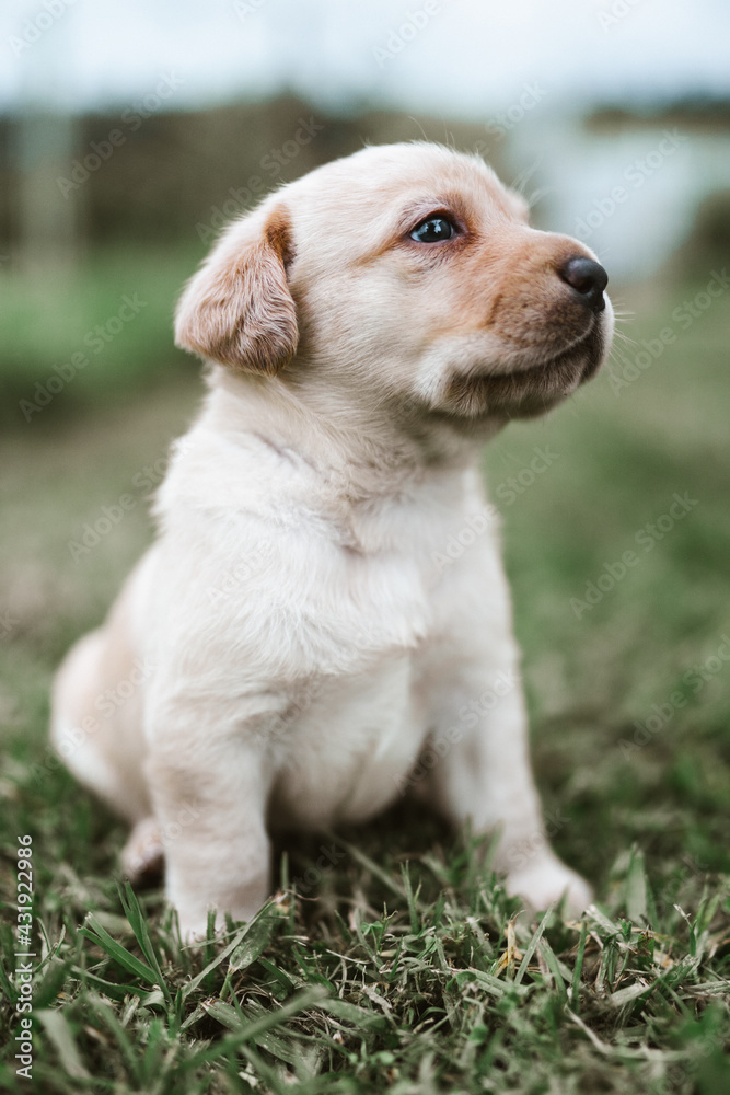 portrait of a labrador puppy