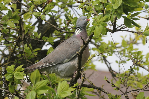 a wood pigeon sits at a branch in a tree with green leaves in the flower garden at a stormy day in springtime