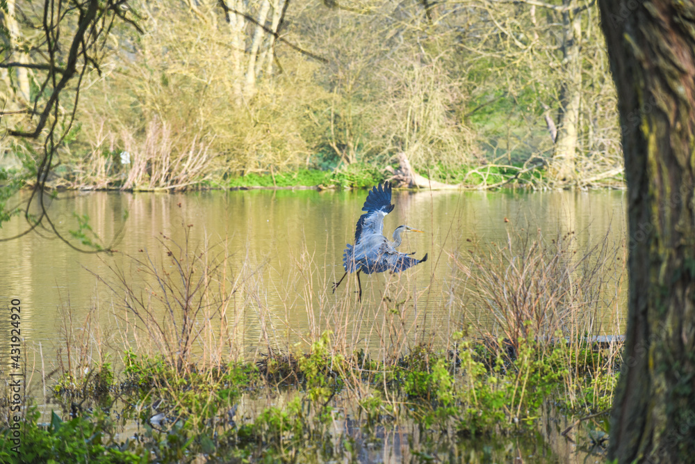 Grey Heron or Ardea Cinerea in flight over a lake and building a nest