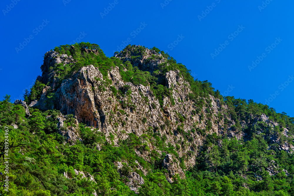 pine trees on the rocky cliffs on a sunny summer day