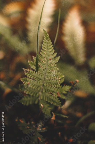 fern in the forest