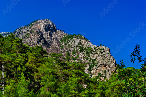 pine trees on the rocky cliffs on a sunny summer day © Alx_Yago