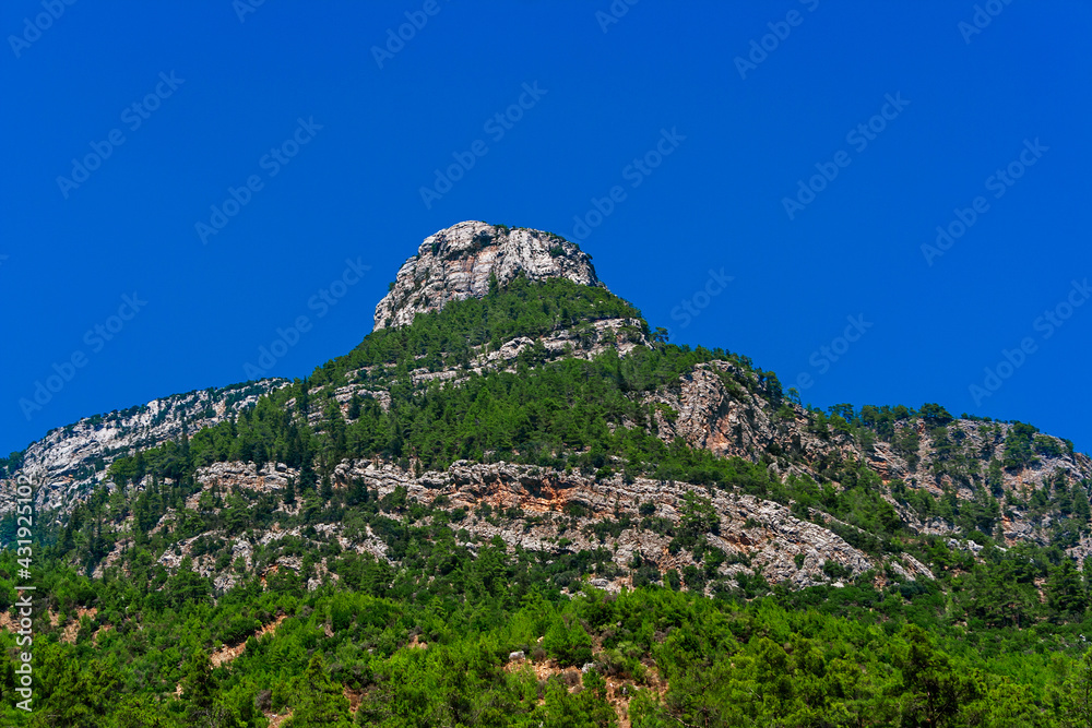 mountains and evergreen forest on a sunny summer day