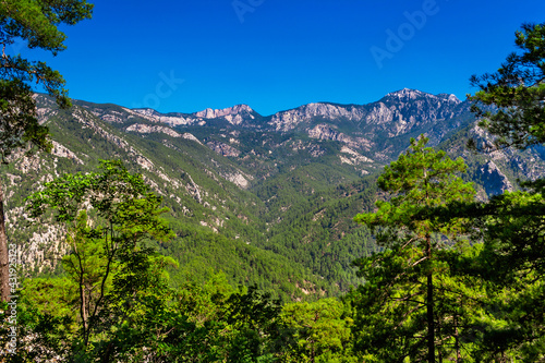 mountains and evergreen forest on a sunny summer day