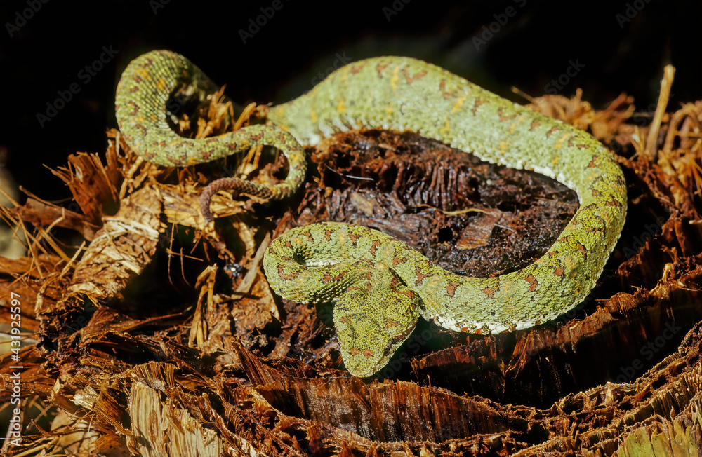 Fototapeta premium Bothriechis schlegelii