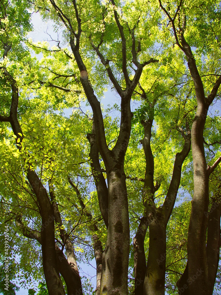 Fototapeta premium 新緑の公園の欅の大木