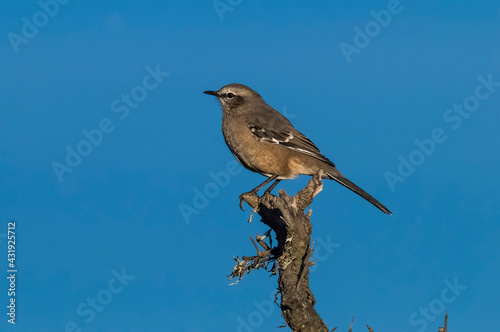Patagonian Mockingbird, Peninsula Valdes,Patagonia, Argentina