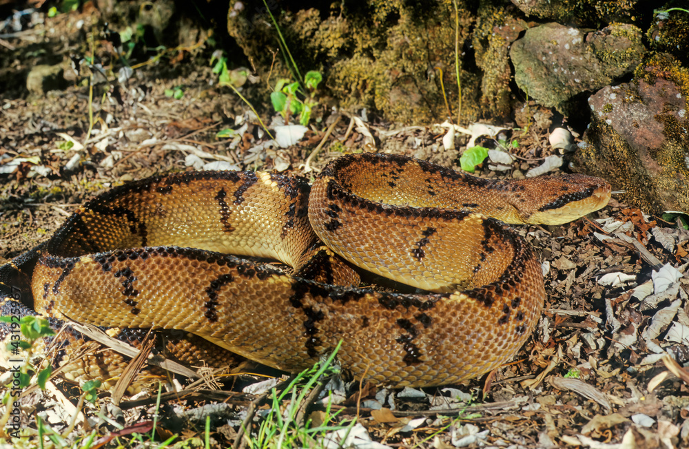 Fototapeta premium Lachesis muta