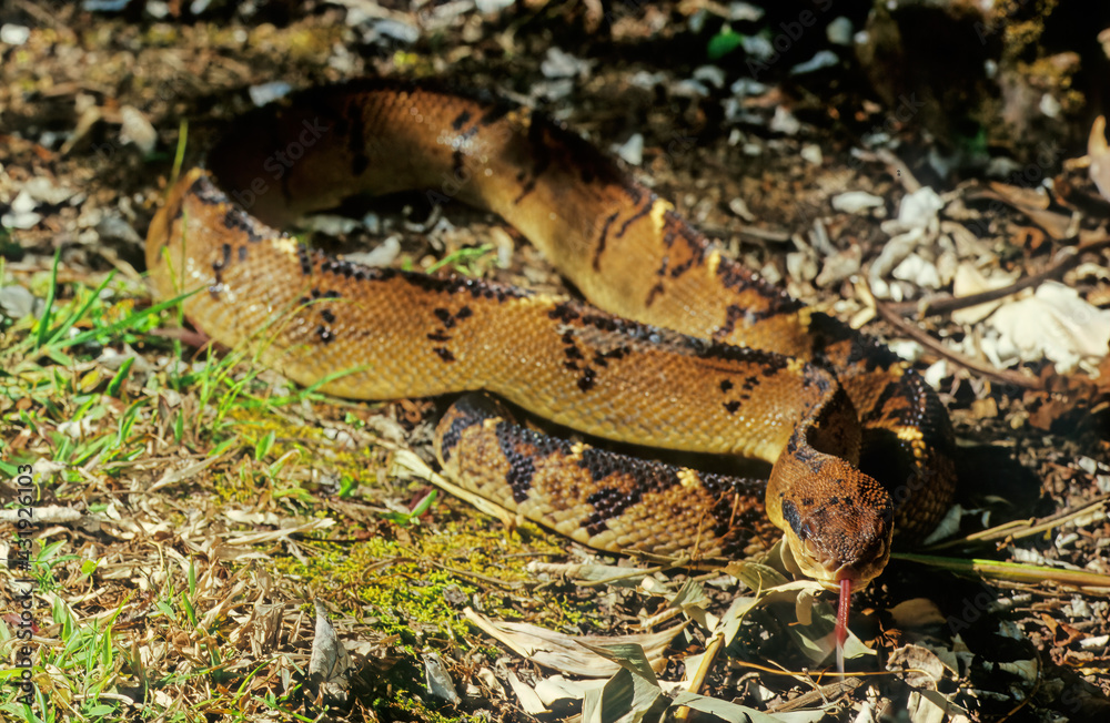 Fototapeta premium Lachesis muta