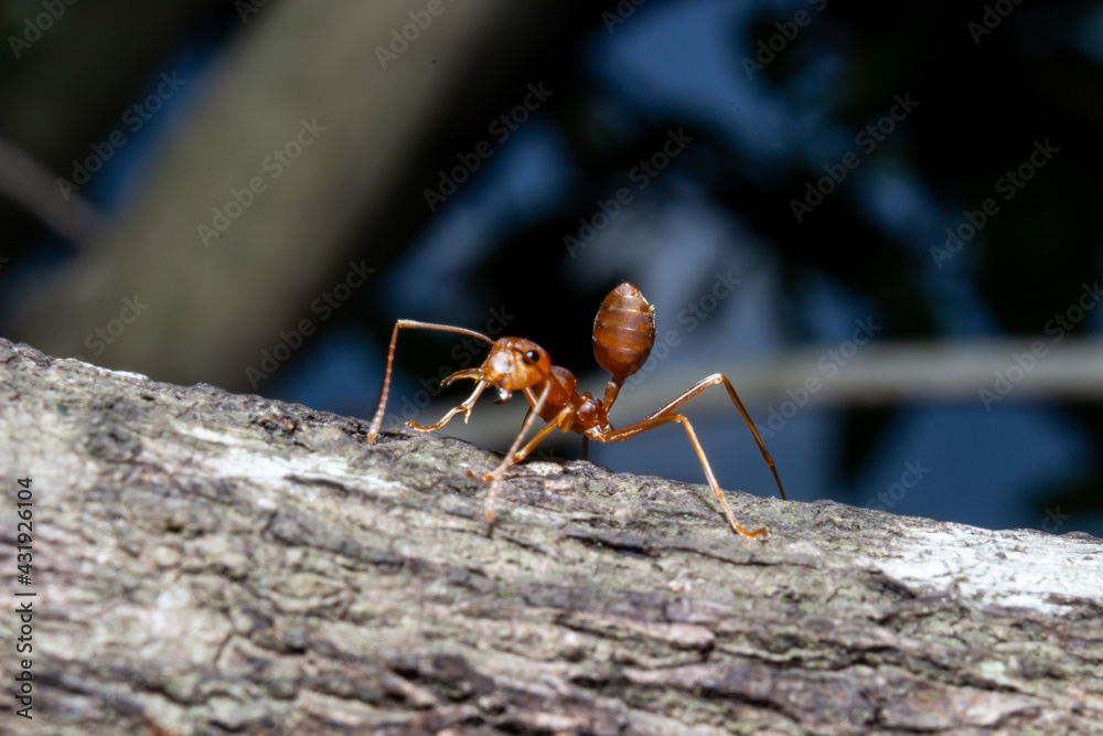 Close up small red ant on brown dry twig Close up small red ant on brown dry twig