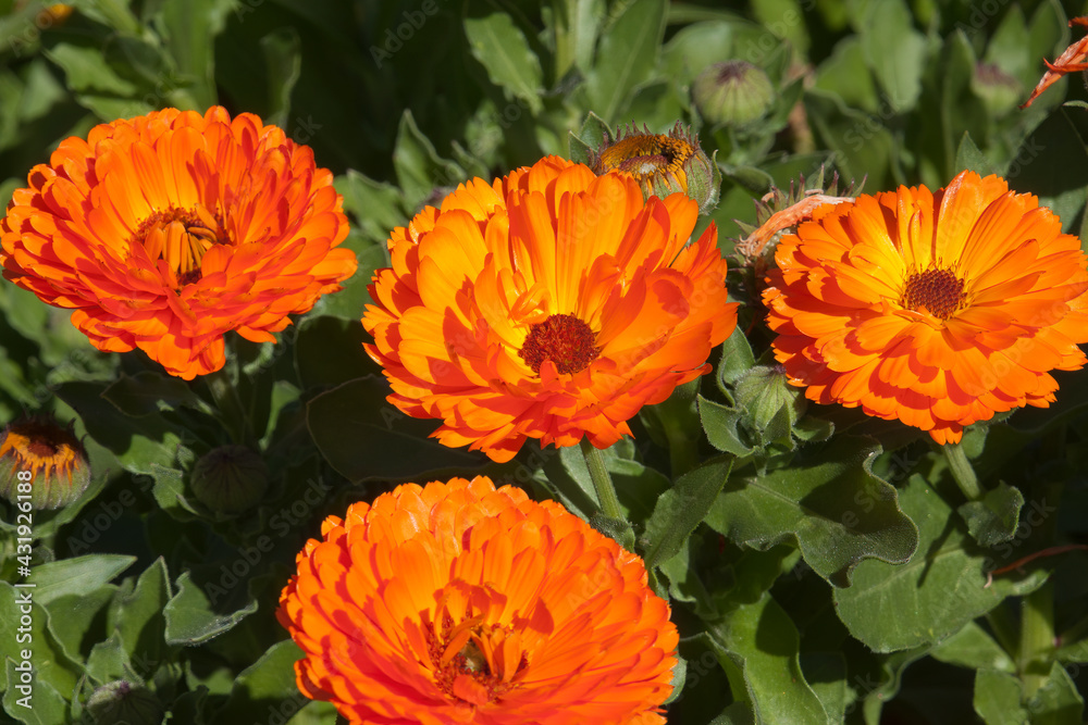 Sydney Australia, orange flowers of a calendula plant in the sunshine Sydney Australia, orange flowers of a calendula plant in the sunshine