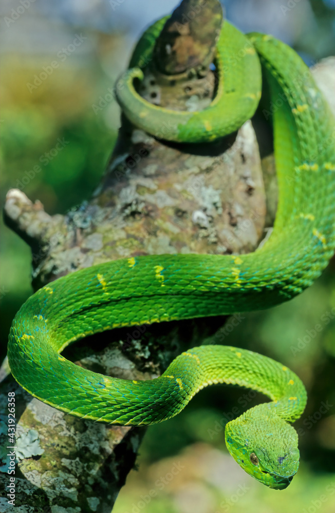 Bothriechis lateralis Bothriechis lateralis