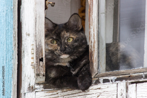 Fototapeta Naklejka Na Ścianę i Meble -  cat on window