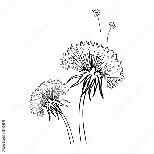 Fototapeta Naklejka Na Ścianę i Meble -  Dandelion flowers sketch with flying seeds. Botanical design element. Vector illustration.