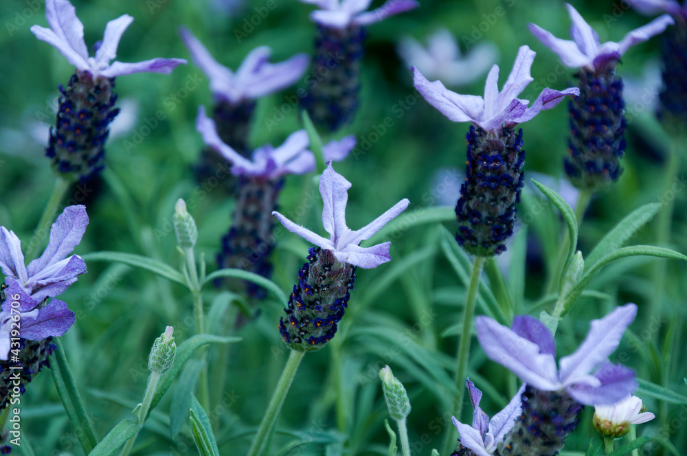 Sydney Australia, flowering Lavandula stoechas or spanish lavender in a winter garden Sydney Australia, flowering Lavandula stoechas or spanish lavender in a winter garden