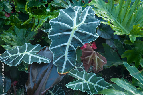 Sydney Australia, distinct leaves of a alocasia sanderiana or kris plant native to northern Mindanao in the Philippines