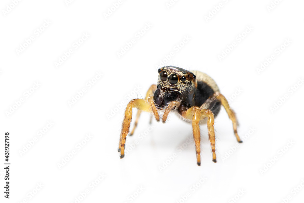 Image of bleeker's jumping spider (Euryattus bleekeri) on white background. Insect. Animal Image of bleeker's jumping spider (Euryattus bleekeri) on white background. Insect. Animal