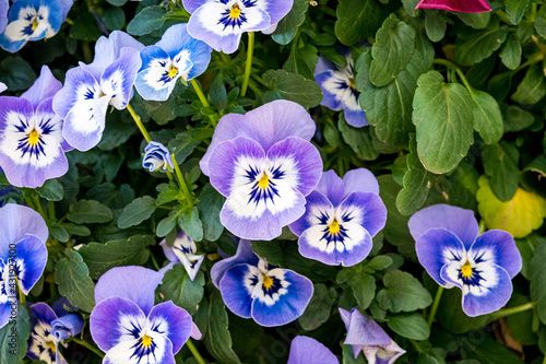 パンジーの花