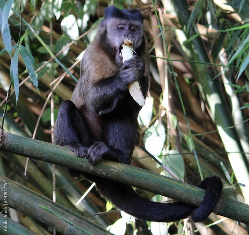 nail monkey
