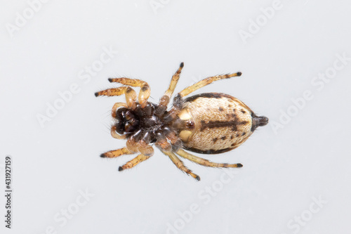 Image of bleeker's jumping spider (Euryattus bleekeri) on white background. View from the bottom. Insect. Animal photo