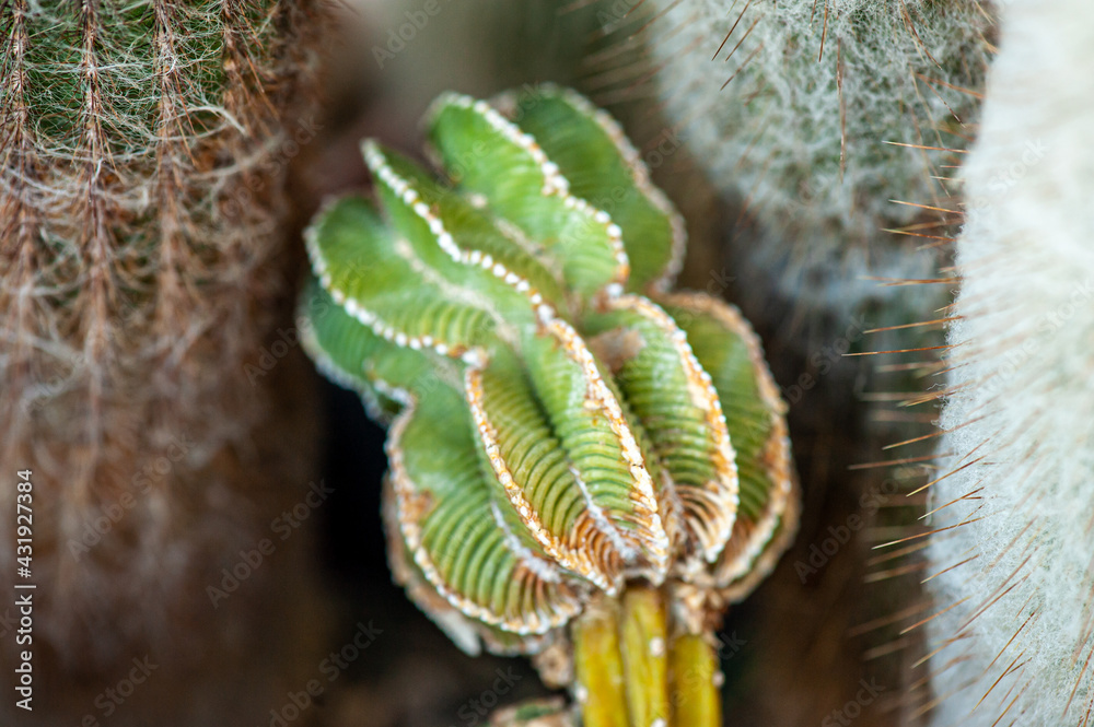 Exotic desert plants. Cactus. Background, banner Exotic desert plants. Cactus. Background, banner