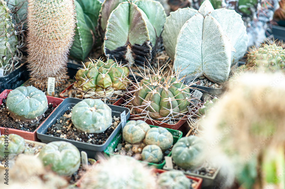 Obraz premium Cacti background, banner. A variety of succulent plants