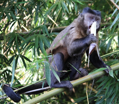 nail monkey