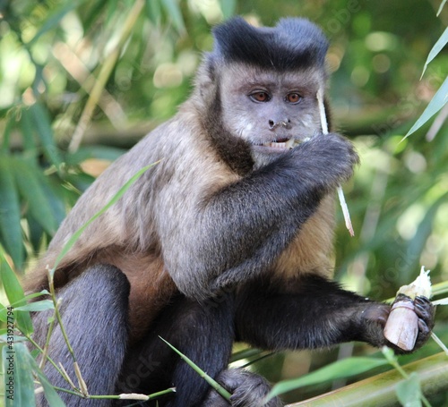 nail monkey
