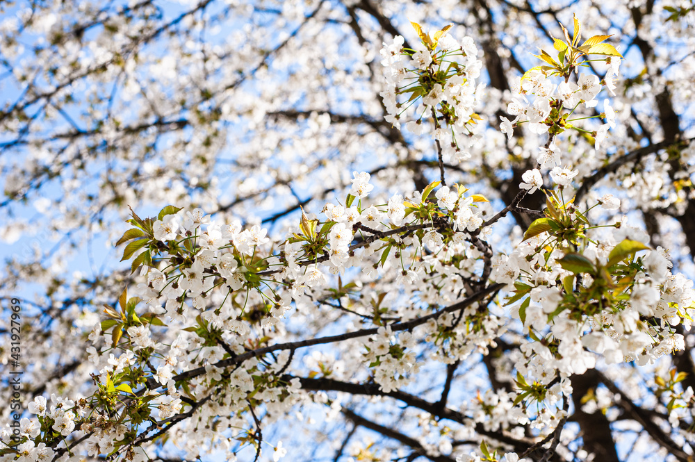 White cherry blossoms on a sunny day. Background, banner